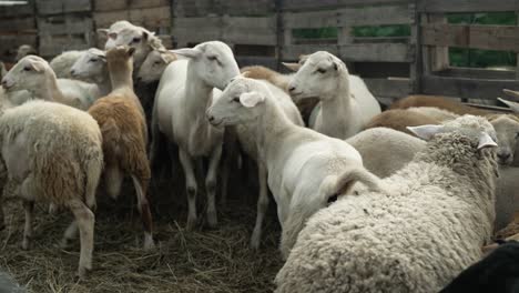 Kleine-Schaf--Und-Ziegenherde-Im-Zaun