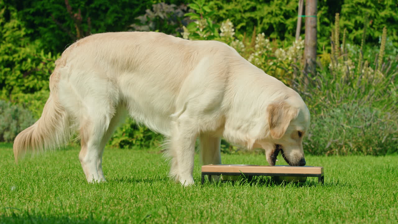 정원에서 먹는 골든 리트리버