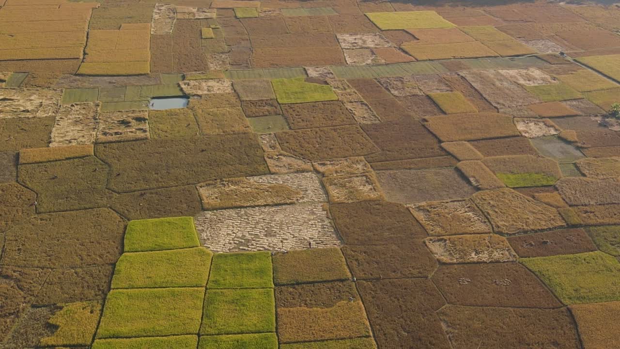 toma aérea cinematográfica de arrozales, bangladesh