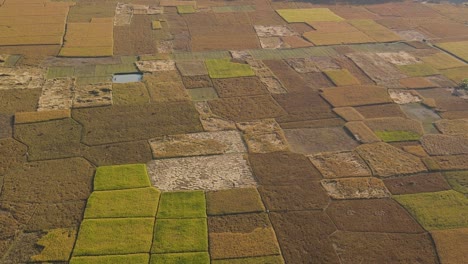 Cinematic-aerial-shot-of-rice-paddy-fields,-Bangladesh