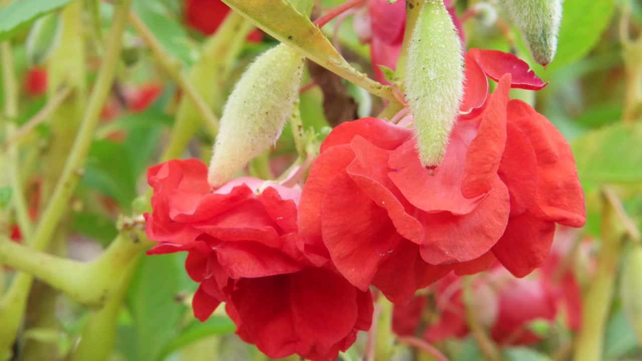 primo piano di fiori rossi mossi da una leggera brezza