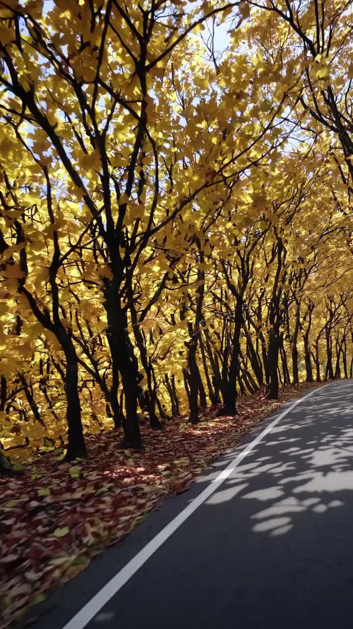 POV video of a scenic road lined with vibrant yellow autumn trees, captured from a low angle