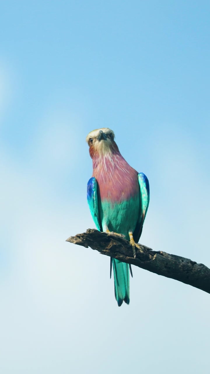 Un vivace rullatore pettolilla posato su un ramo secco contro un cielo azzurro limpido in Sudafrica. Un autentico momento di vita selvatica per documentari naturalistici e contenuti di ecoturismo.