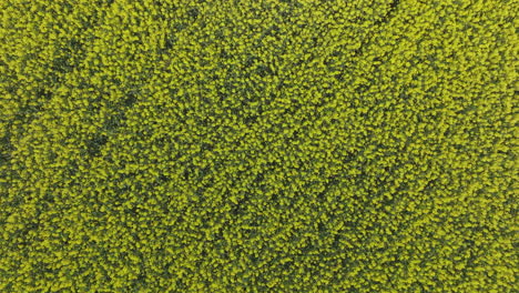 aerial view of a blooming rapeseed field
