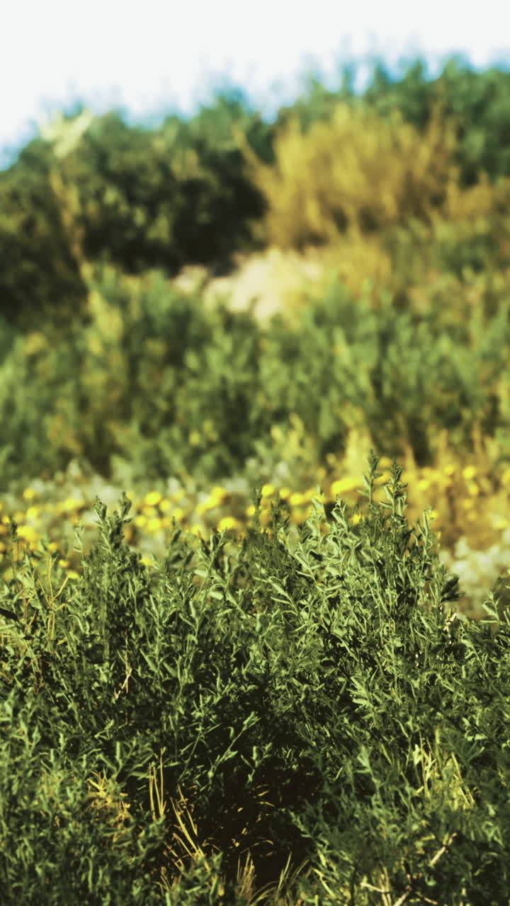 Verdeggiante collina inondata dalla luce del sole con fiori selvatici in fiore