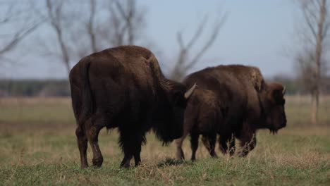 bisonte caminando en el campo juntos slomo