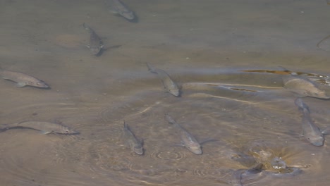 group of fish moving in shallow water