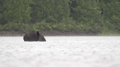 a moose coming out of the water while it is raining