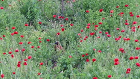 pheasant on red poppy field - high angle shot