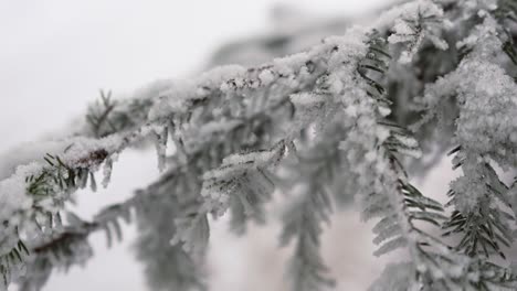 slow tilt down of snowy fir branch after stormy snowfall in forest