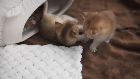 three ginger kittens of the &quot;british golden chinchilla&quot; breed are playing with each other near their soft little house