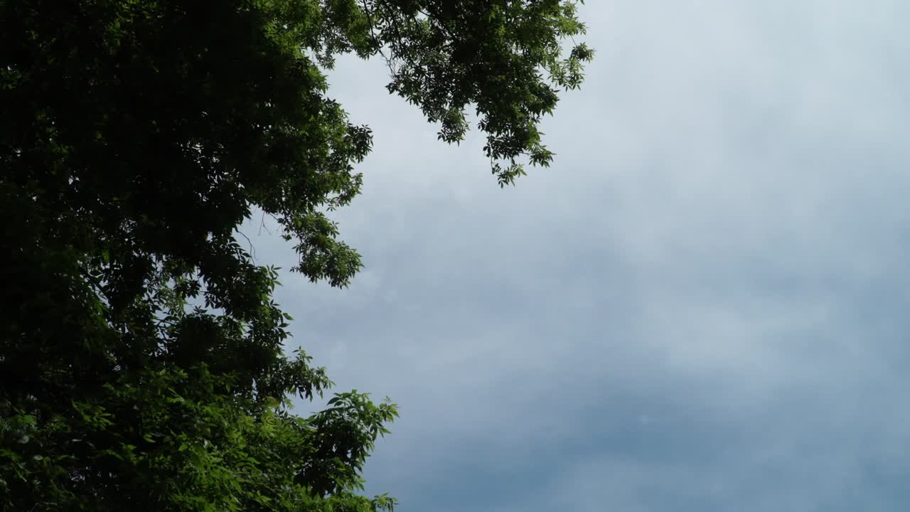 Trees Left frame and Blue skies to the right