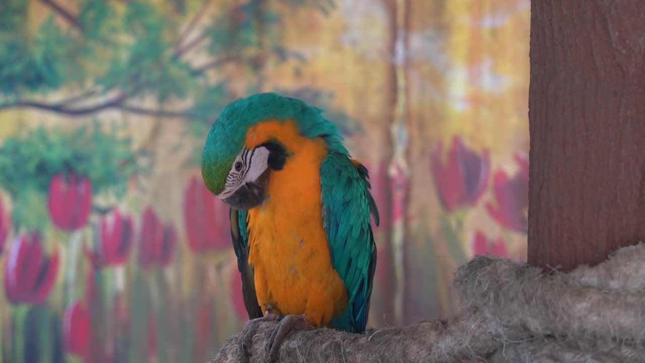 joven guacamayo azul y amarillo, ara ararauna con plumaje brillante y vibrante, posado en la rama de un árbol, acicalándose y arreglando sus plumas con su pico en el santuario de aves silvestres