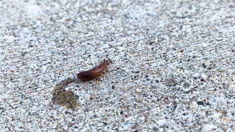 a small snail is crawling across a concrete driveway