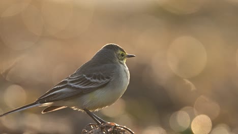 Closeup-of-grey-wagtail-with-beautiful-Bokeh-background-in-Sunrise