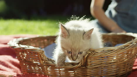 close-up view of a cute kitty cat sitting in a basket near a woman who is lying on green grass in the park