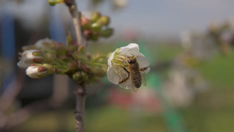 bee is in single white cherry blossom and is flying around looking for nectar - slight slow motion