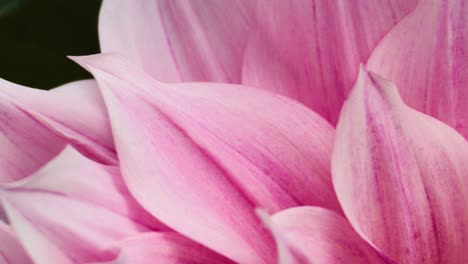 a fly lands on pink flower petals