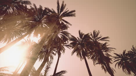 underside of the coconuts tree with clear sky and shiny sun