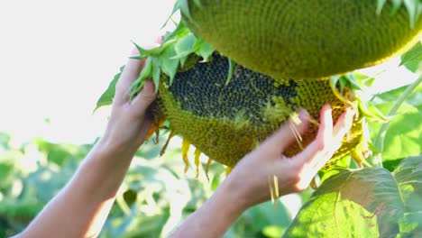 female agronomist inspects a sunflower plant female agronomist inspects a sunflower plant cleaning sunflower