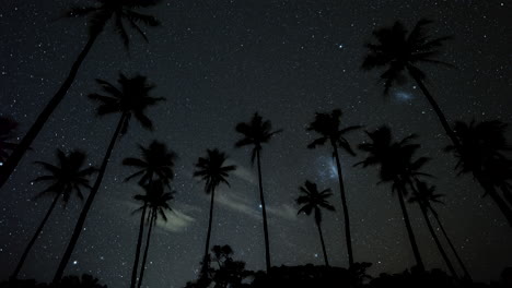 night time lapse of millions of stars and magellanic clouds beyond the silhouette of tall coconut palm trees