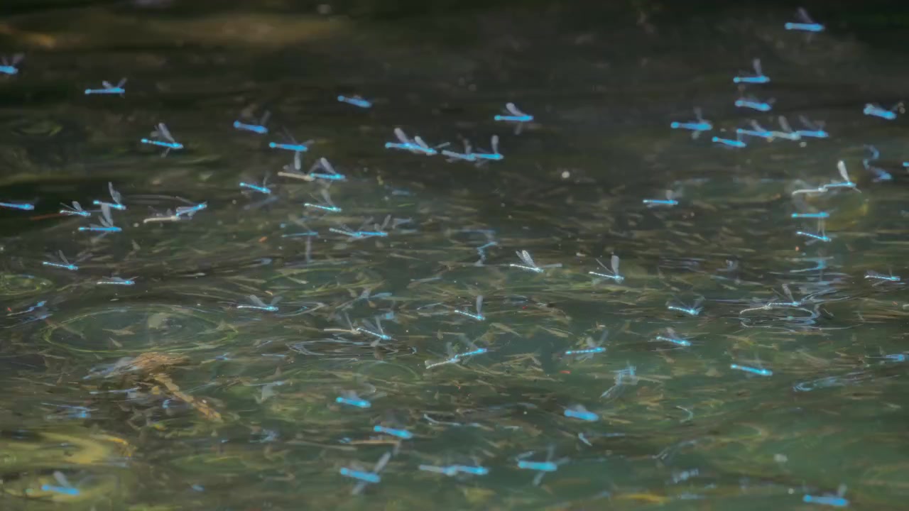 湖面を飛び交う青いトンボ