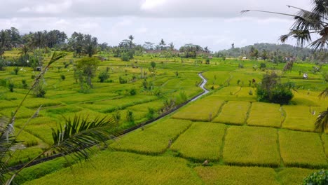 Beautiful-tall-palm-trees-between-the-vast-green-Sidemen-rice-fields-in-Bali