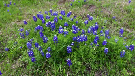 bluebonnet flowers blowing in the wind