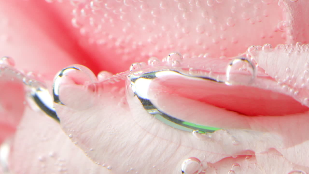 거품이 있는 물 의 분홍색 장미 잎자루