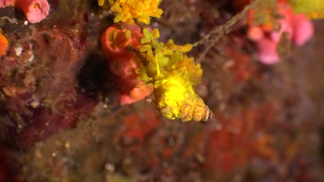 caracol wettrap con huevos colgando de coral margarita