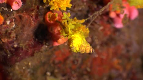 wentletrap snail with eggs hanging off daisy coral