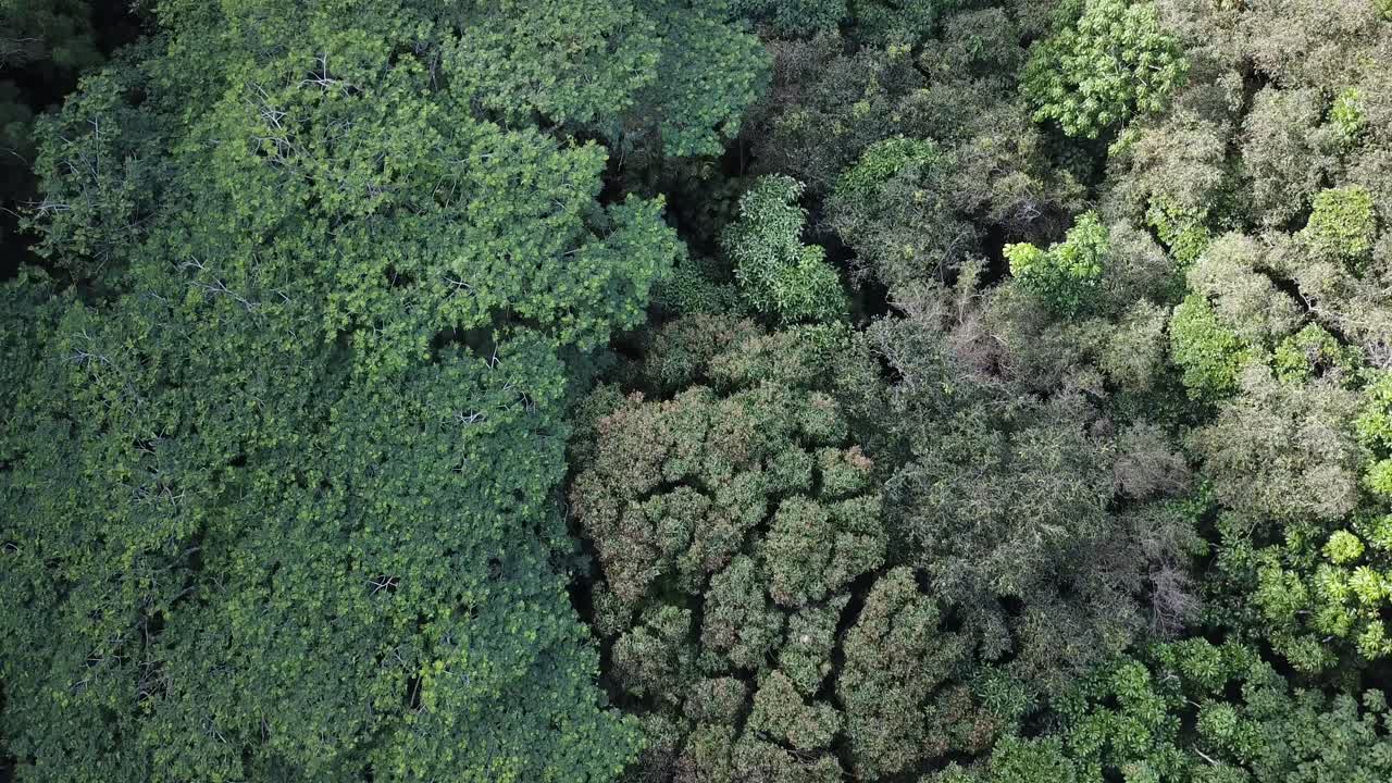 drone lento volando sobre las copas de los árboles verdes y el dosel en la selva tropical de hawaii