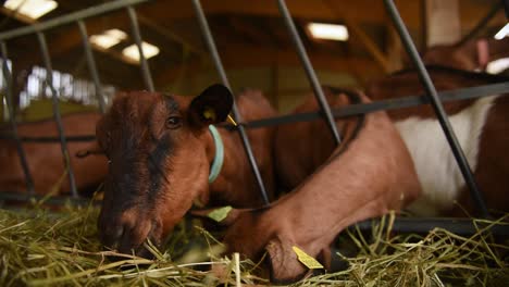 goats eating hay and straw