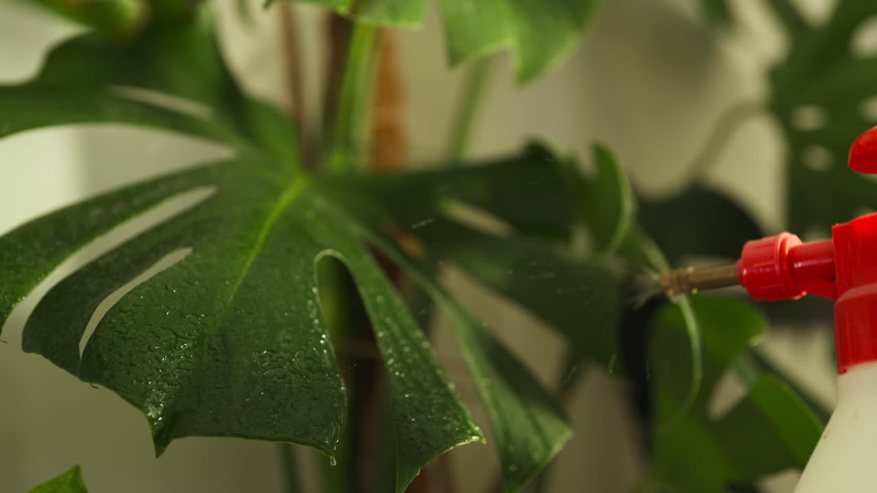 Blond caucasian woman spraying water on plants at her home, extreme close up shot, interior