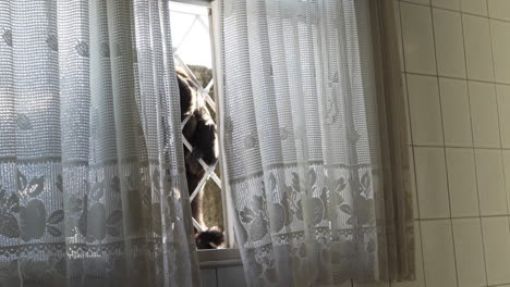 capuchin monkey on a window getting inside preparing invasion in a house to steal fruits