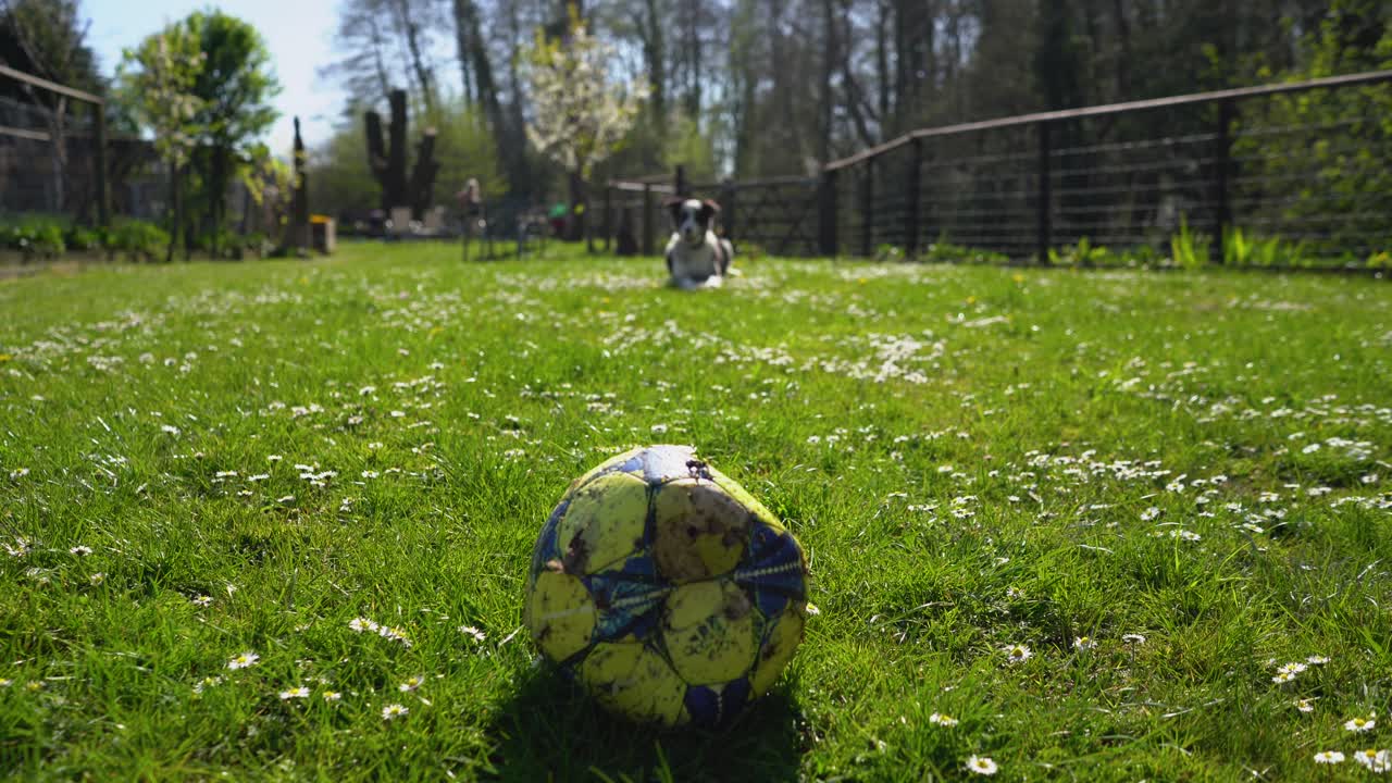 녹색 잔디, 와이드 샷, 중앙 공에서 찢어진 축구공을 가지고 놀 준비가 된 개
