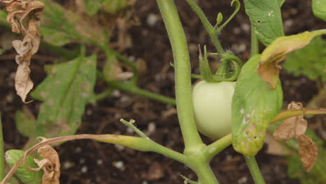 a ripe tomato growing on the vine, surrounded by dying leaves