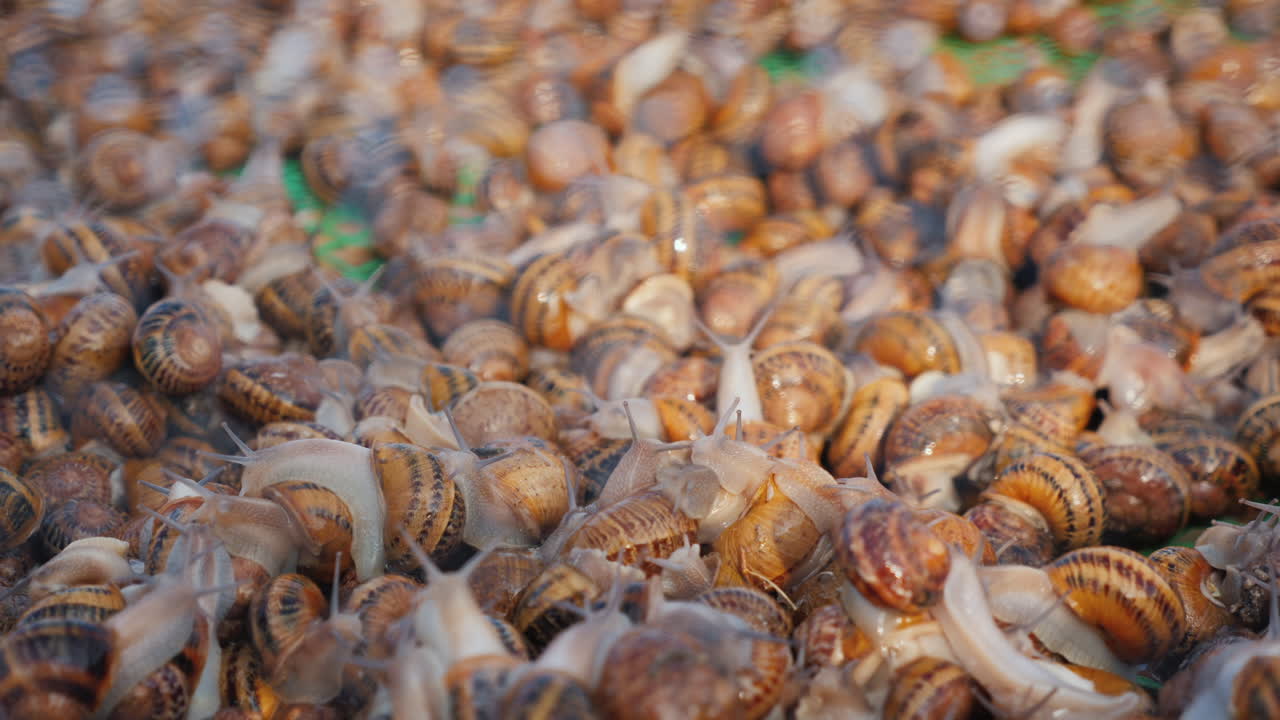 Snails in a tray on the farm