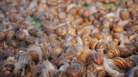 Schnecken-In-Einem-Tablett-Auf-Dem-Bauernhof