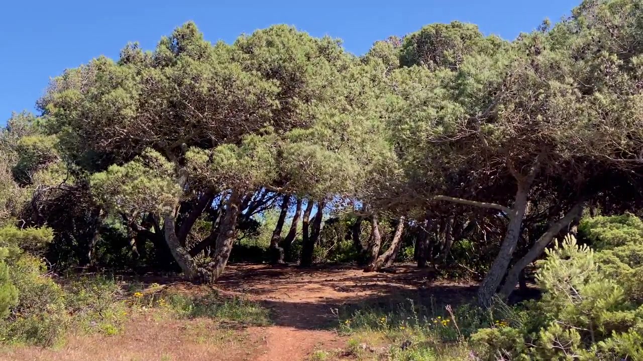 Un chemin de terre sinueux traverse une forêt de pins côtière de l'Algarve sous un ciel bleu clair, illustrant la nature et l'exploration du Portugal