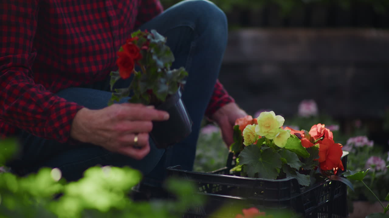 Gardener Examines Flower Seedling for Health in Greenhouse