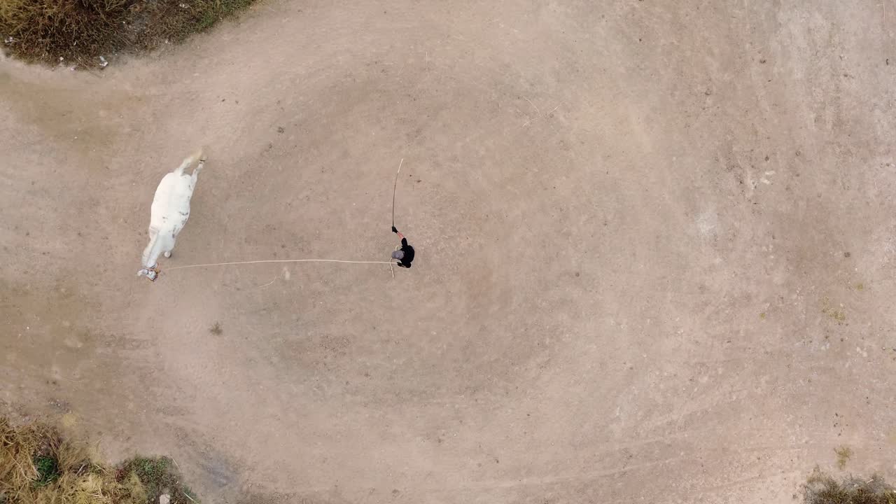 White horse tamed by senior cowboy by driving him in circles.