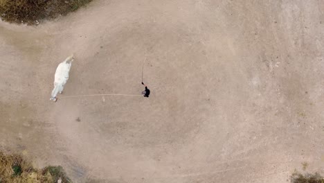 white horse tamed by senior cowboy by driving him in circles.