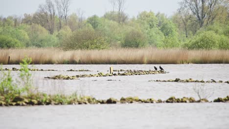 Eurasian-oystercatcher-birds-on-small-rock-islet-in-flowing-river