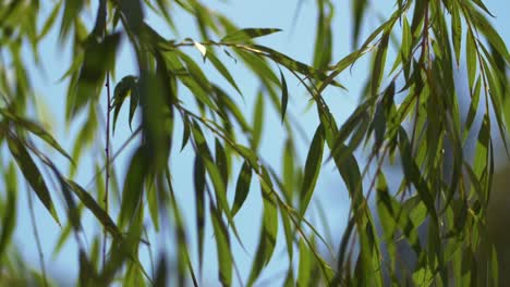 Green-leaves-on-blues-sky-in-slow-motion-on-windy-sunny-summer-day