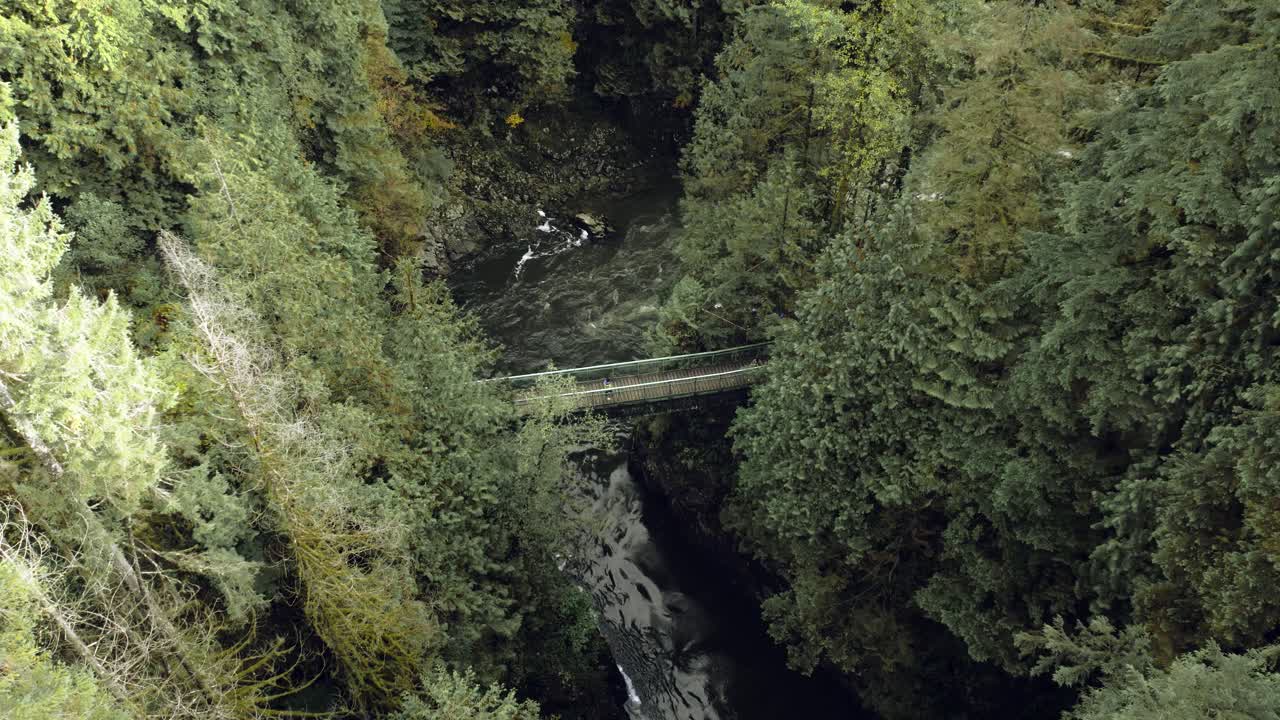 excursionista caminando por el puente en un bosque denso, cañón del río desde arriba vista aérea vancouver columbia británica