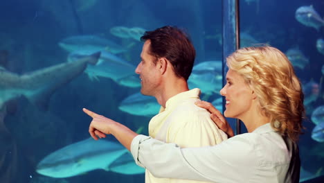 couple looking at fish in tank