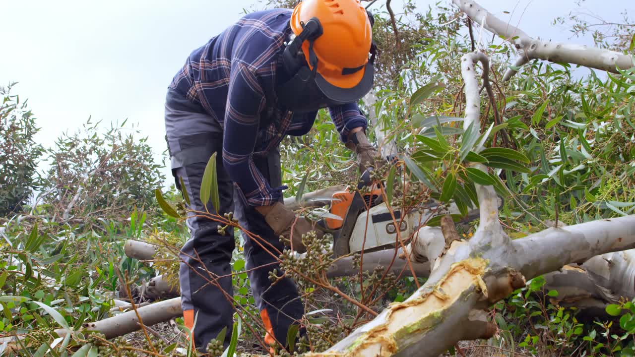 leñadores cortando ramas de árboles en el bosque 4k