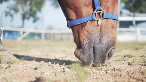 tiro de ángulo bajo de primer plano extremo de un caballo marrón claro comiendo hierba en el paddock en un día soleado