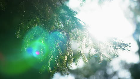 light behind spruce needles